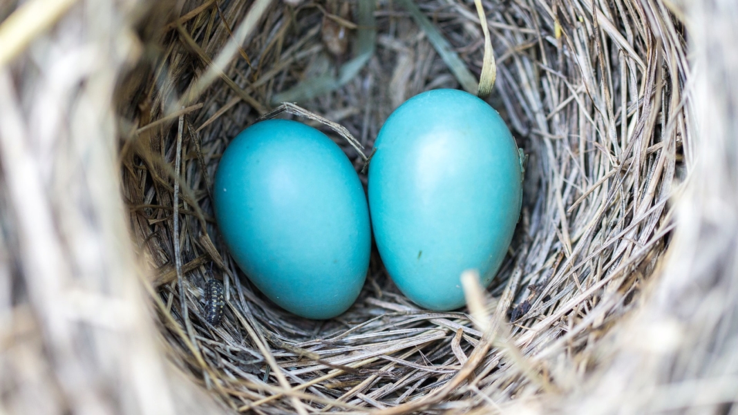 Incubatrice per uova «egg tumbler»