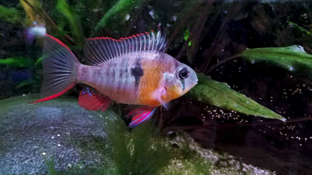 Mikrogeophagus altispinosus, il Ram boliviano