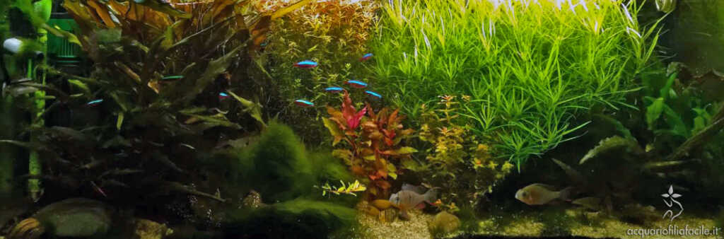 Esempio di allestimento per il Mikrogeophagus altispinosus