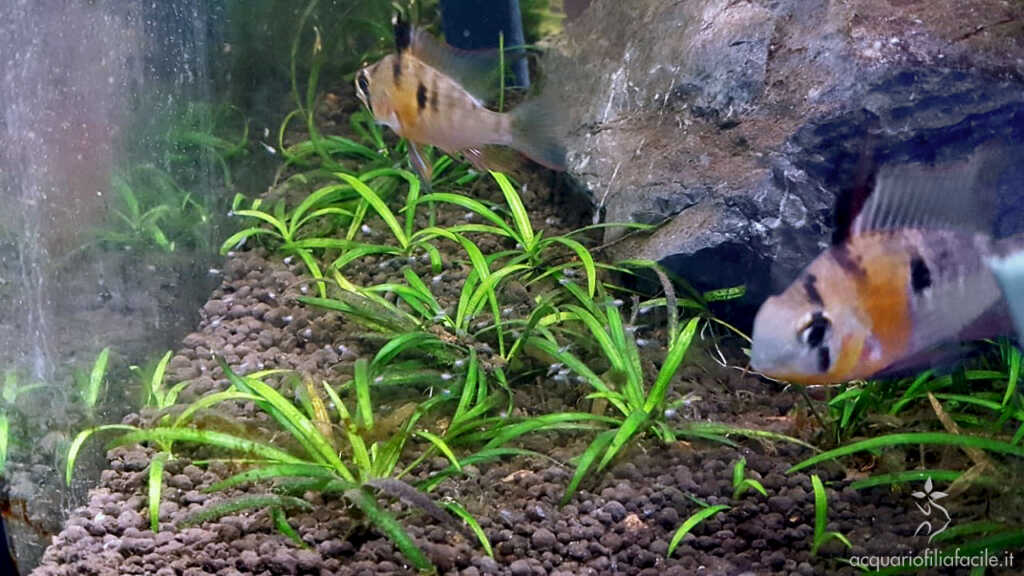 Avannotti di Mikrogeophagus altispinosus