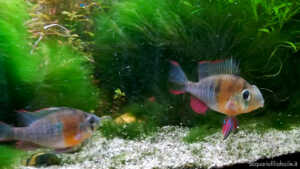 Maschio di mikrogeophagus altispinosus in parata davanti alla femmina