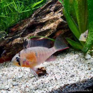 Giovane esemplare di Mikrogeophagus altispinosus