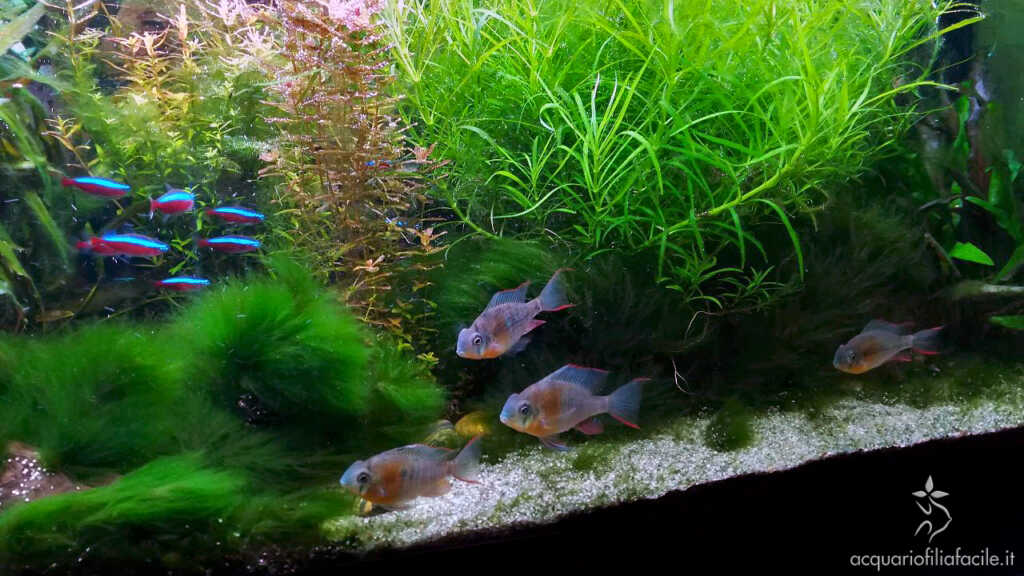 Gruppetto di mikrogeophagus altispinosus