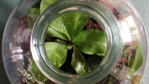 Bottle Garden, un giardino in bottiglia