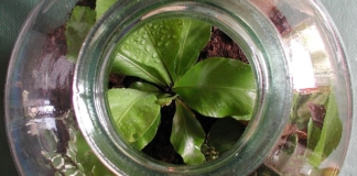 Bottle Garden, un giardino in bottiglia