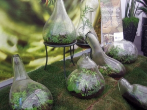 Piccoli Bottle Garden, giardini in bottiglia