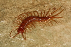Eupolybothrus, piccolo centopiedi
