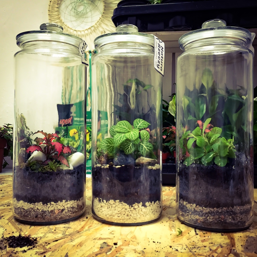 Bottle Garden a clima umido