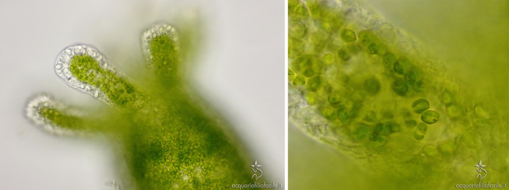 Alghe endosimbionti del genere Chlorella