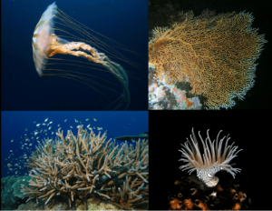 Cnidari: meduse, coralli e anemoni di mare