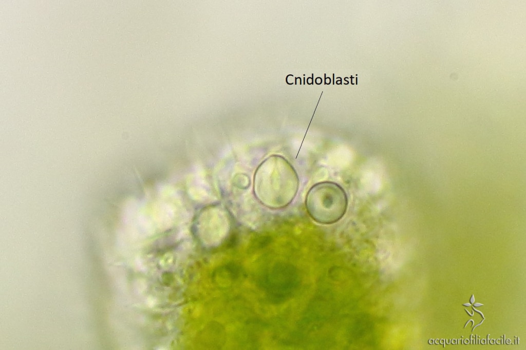 Cnidoblasti su di un tentacolo di Hydra