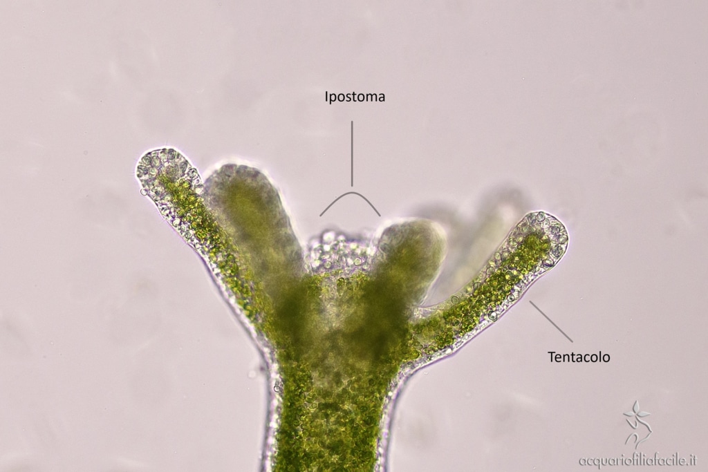 Corona di tentacoli con al centro l'Ipostoma