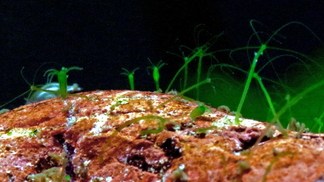 Hydra: piccoli folletti verdi