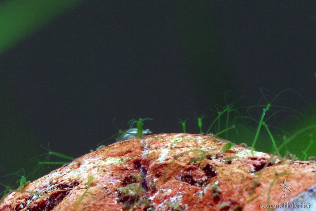 Piccola «foresta» di Hydra su di un sasso