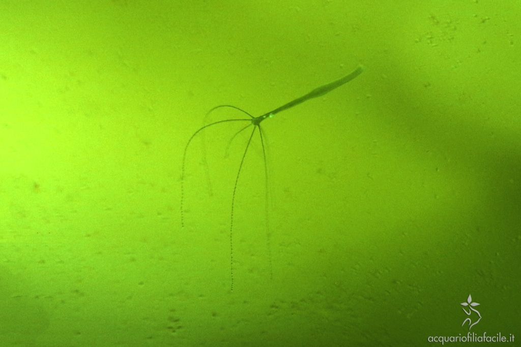 Hydra viridissima sul vetro di un acquario