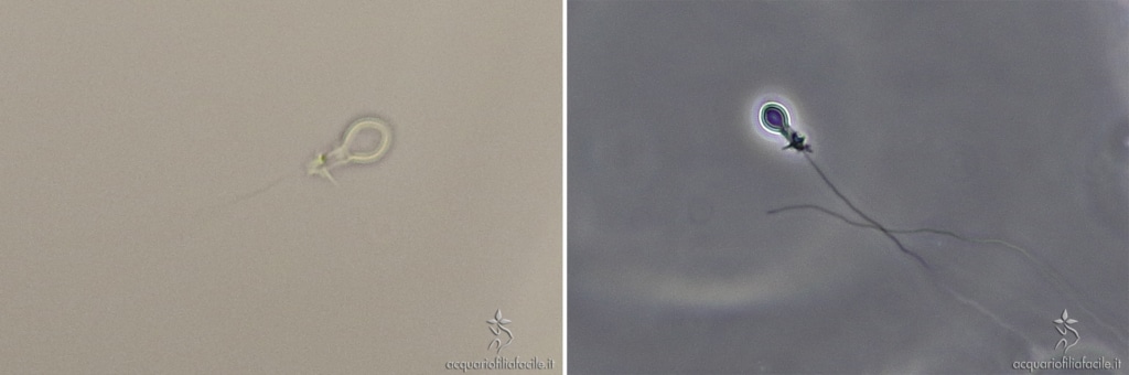 Cnidocisti con il lungo filamento «esploso» all'esterno, con cui le Hydra catturano le loro prede