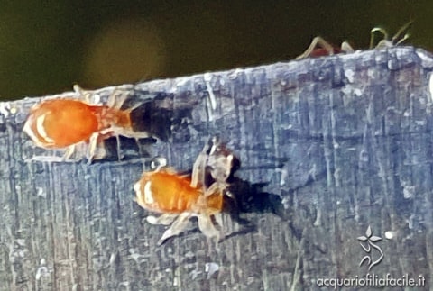 Afidi - insetti parassiti