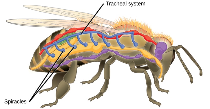 Anatomia interna degli insetti