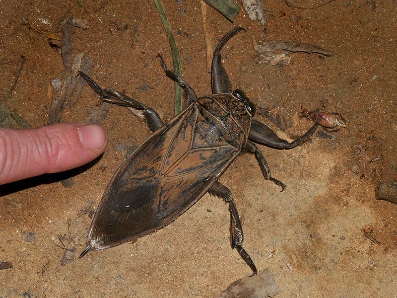 Belostomatidae Lethocerus oculatus - questi insetto raggiungono i 10 centimetri