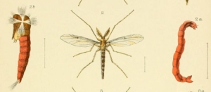 Chironomus zealandicus