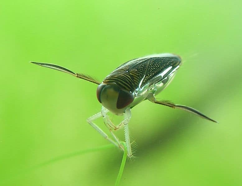 Corixa punctata - questi insetti si ancorano alla vegetazione