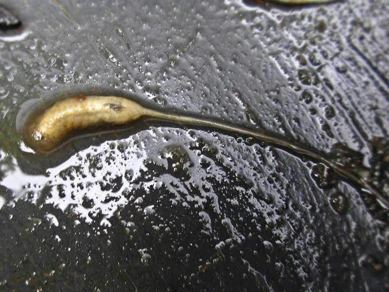 Larva di Eristalis sp.