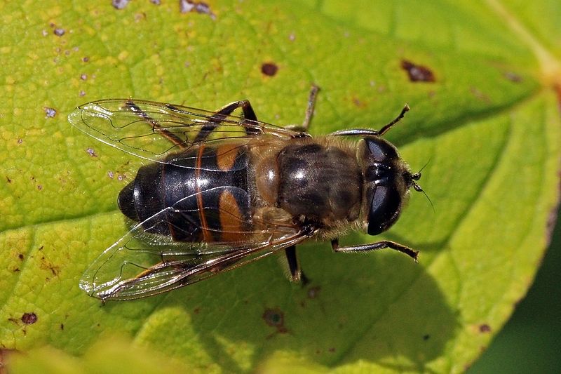 Femmina di Eristalis tenax - questi insetti si nutrono di materia organica in decomposizione