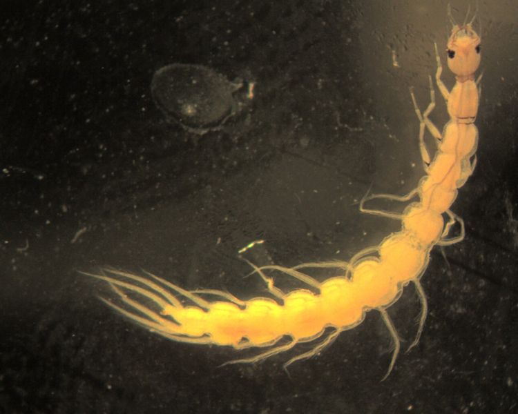 Larva di Girinide