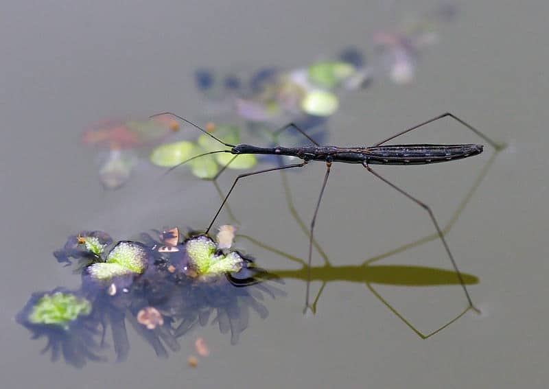 Hydrometra stagnorum - questi insetti camminano sull'acqua