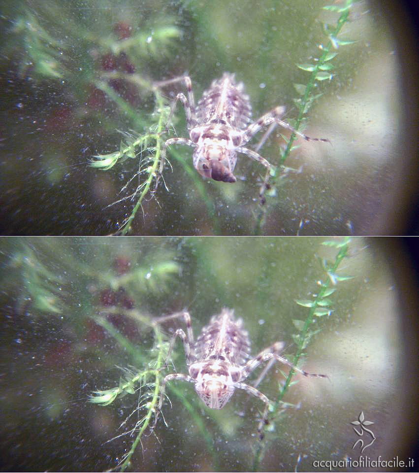 Ninfa di libellula del sottordine Anisotteri, Crocothemis sp. - insetti predatori