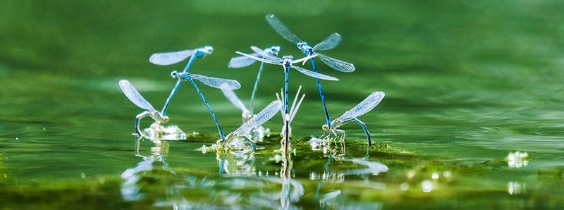 Libellule - insetti legati all'acqua