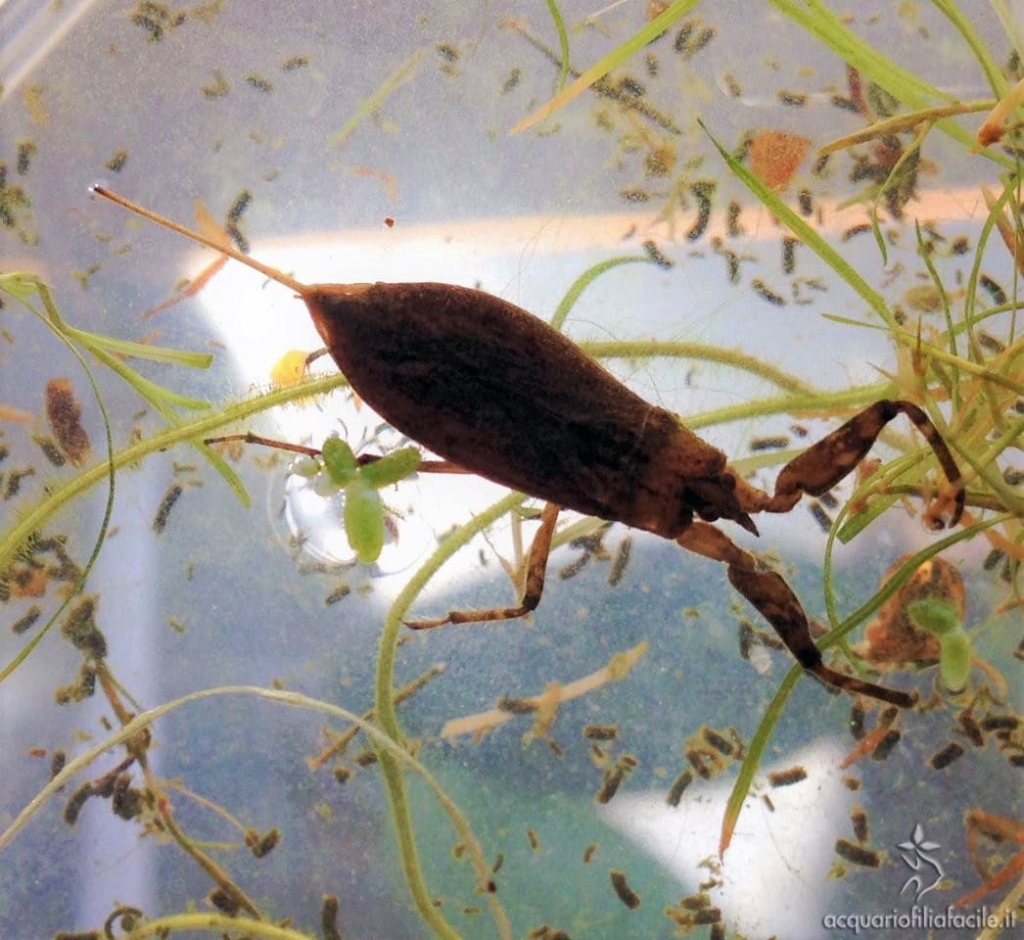Nepa Cinerea - questi insetti possono vivere in acquario