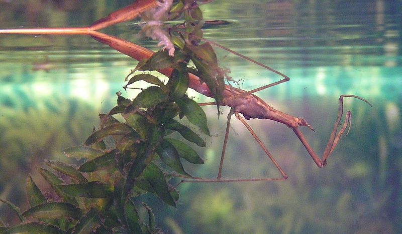Ranatra linearis - questi insetti possono vivere in acquario