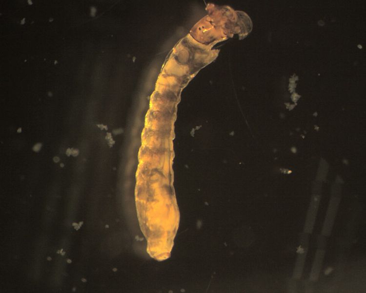 Larva di Simuliide