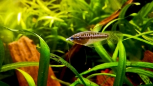 Trichopsis, i gourami «gracidanti»