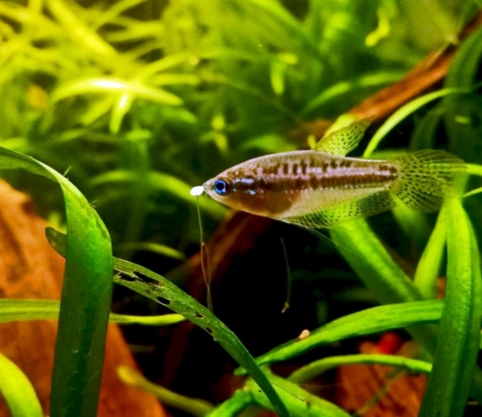 Trichopsis, i gourami «gracidanti»