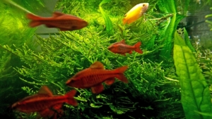 Puntius titteya, una ciliegia per i nostri acquari