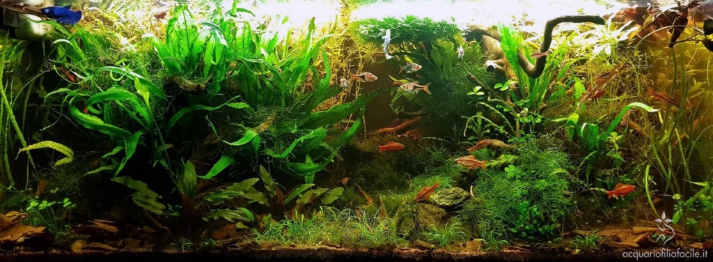 Acquario molto piantumato, adatto ai Puntius titteya (Barbo ciliegia)