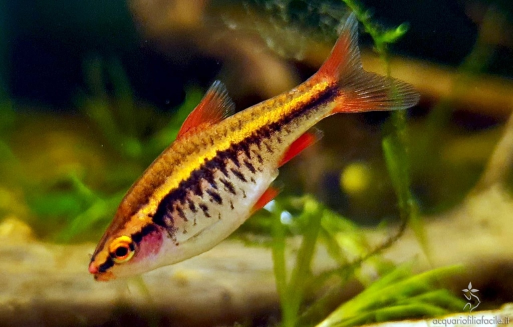 Femmina di Puntius titteya (Barbo ciliegia) in cerca di cibo