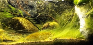 Video articolo: Rimozione manuale delle alghe in acquario