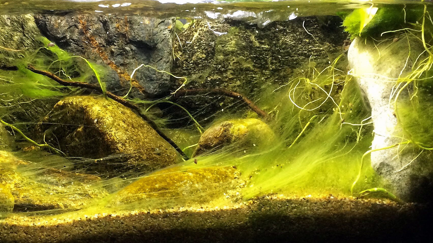 Video articolo: Rimozione manuale delle alghe in acquario ...
