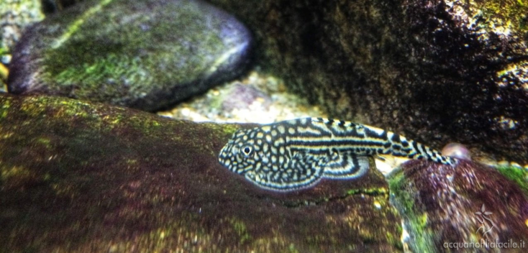 torrente acquario Sewellia sigillata copertina