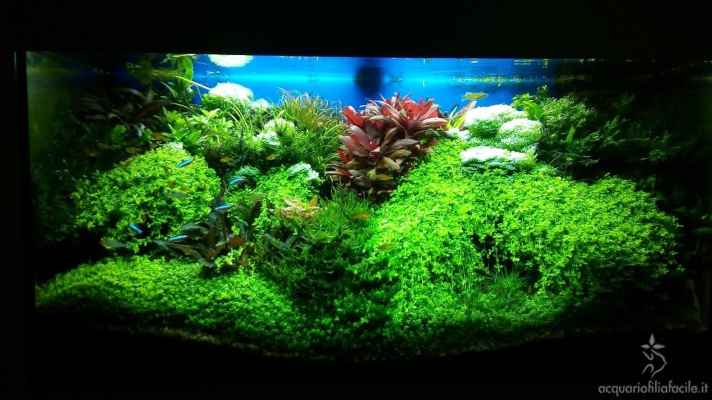 Acquario di piante gestito in modo semplice