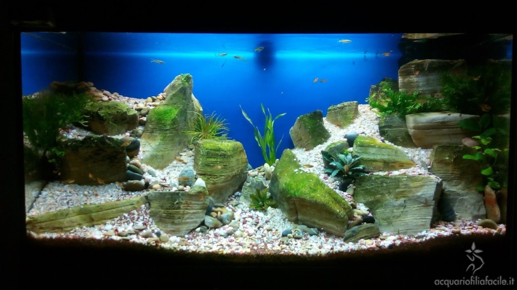 Acquario di piante gestito in modo semplice