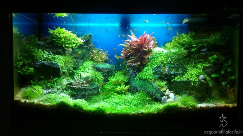 Acquario di piante gestito in modo semplice