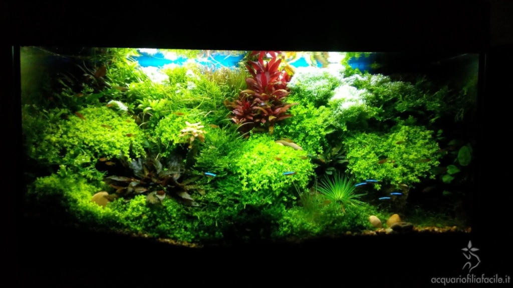 Acquario di piante gestito in modo semplice