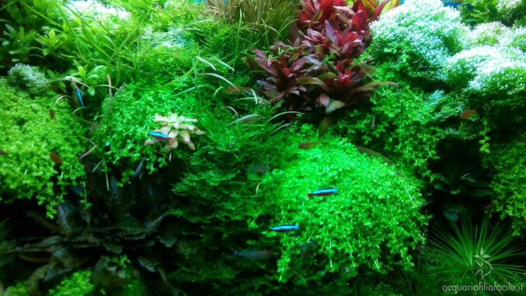 Dettagli dell'acquario di piante gestito in modo semplice
