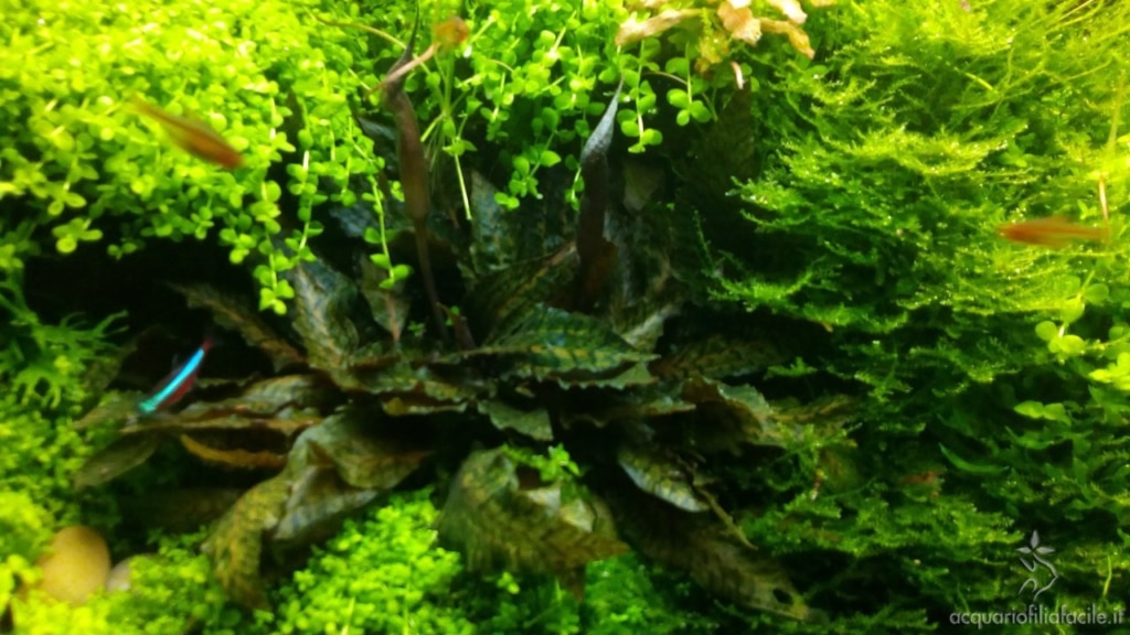 Dettagli dell'acquario di piante gestito in modo semplice