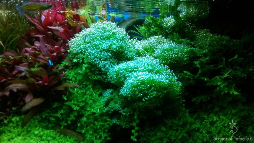 Dettagli dell'acquario di piante gestito in modo semplice