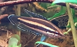 P. Deissneri